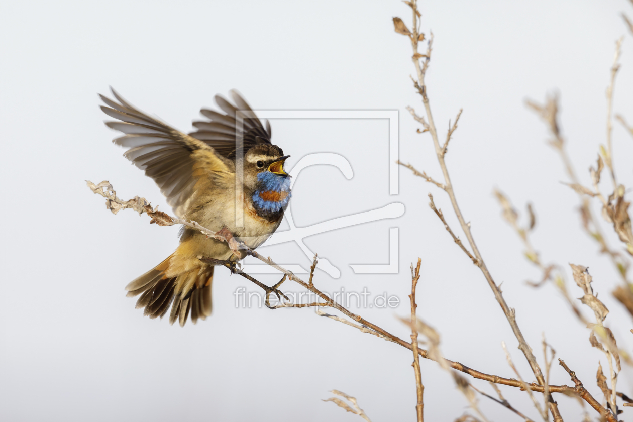 Bild-Nr.: 12374226 Blaukehlchen beim Singen erstellt von Daniela Beyer