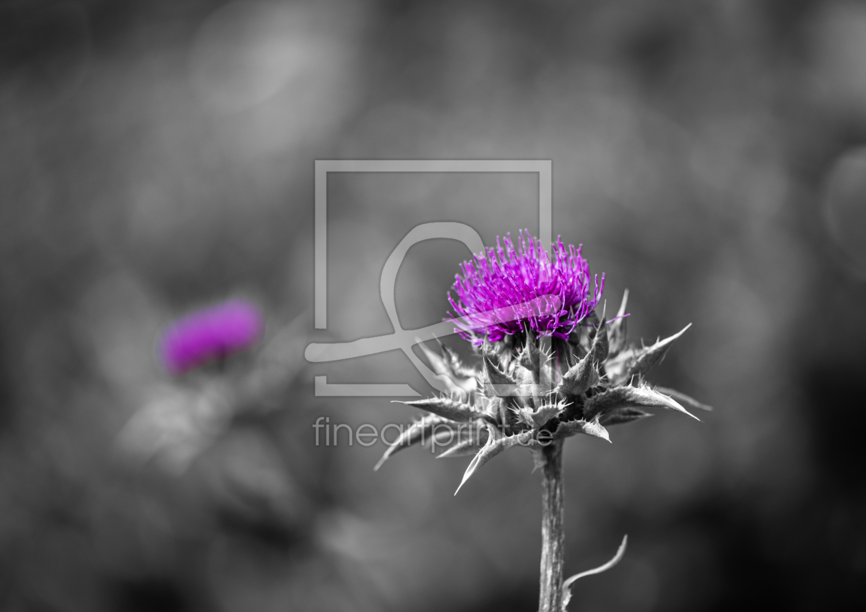 Bild-Nr.: 12376220 Distel in voller Blüte erstellt von Patrick Schwarzbach