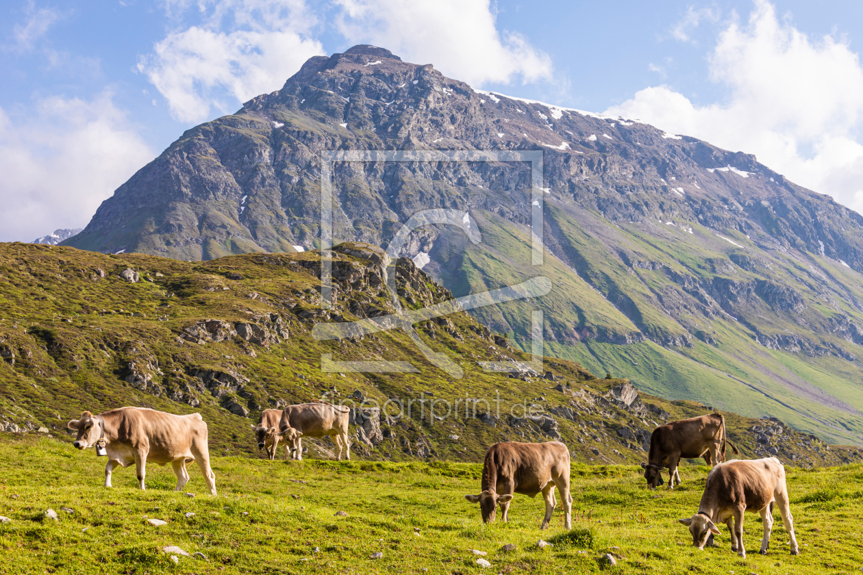 Bild-Nr.: 12376558 Kuhherde auf der Weide in der Schweiz erstellt von dieterich