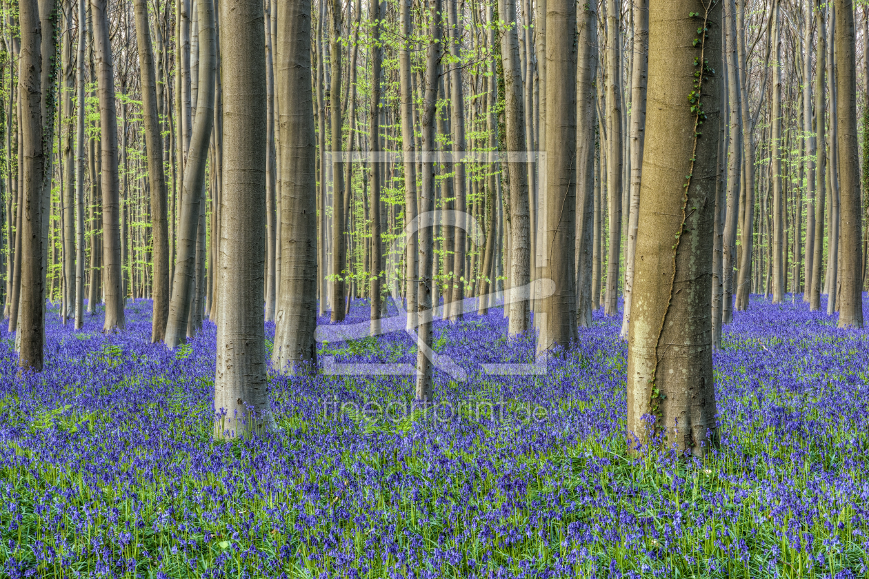 Bild-Nr.: 12379210 Im Wald der blauen Blumen erstellt von Michael Valjak