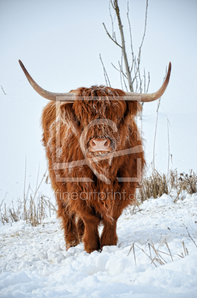 Bild-Nr.: 12383431 Hochlandrind im Schnee erstellt von hdrpix