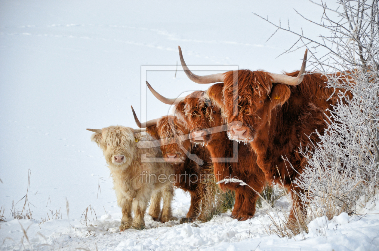 Bild-Nr.: 12383433 Hochlandrinder im Schnee erstellt von hdrpix