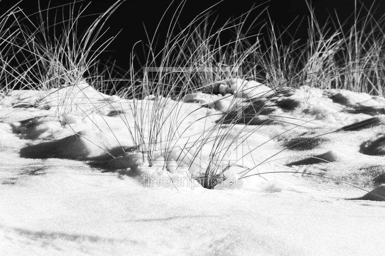 Bild-Nr.: 12386204 Strandgräser  im Schnee erstellt von Ursula Reins