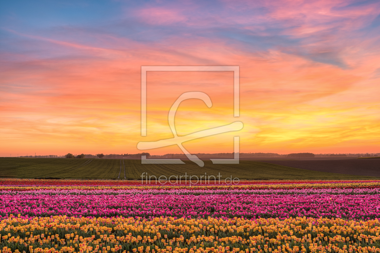 Bild-Nr.: 12387248 Sonnenuntergang in einem Tulpenfeld erstellt von Michael Valjak