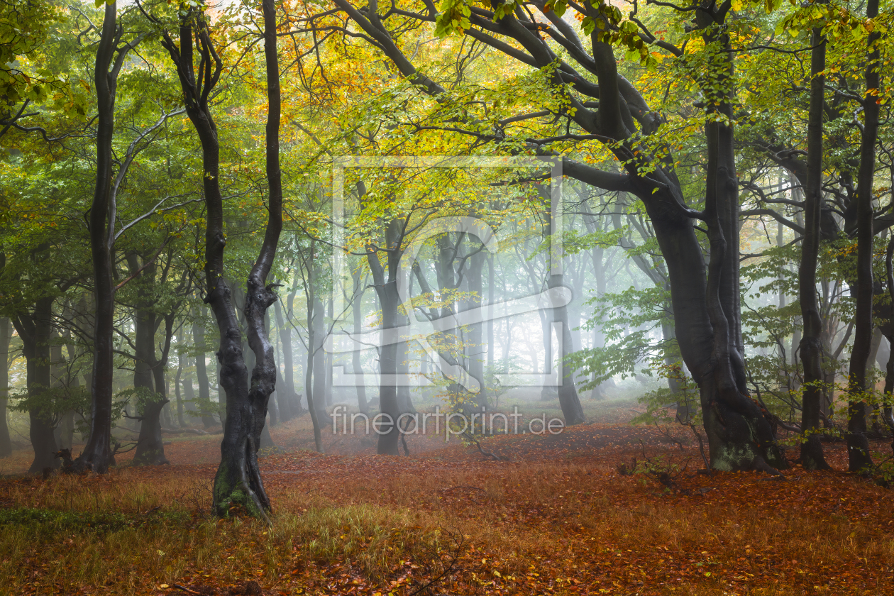 Bild-Nr.: 12390084 Nebelstimmung im Buchenwäldchen erstellt von Daniela Beyer