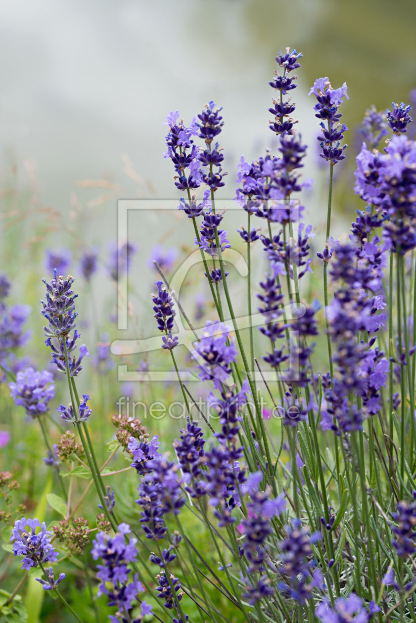 Bild-Nr.: 12391552 Lavendelblüten erstellt von SusaZoom