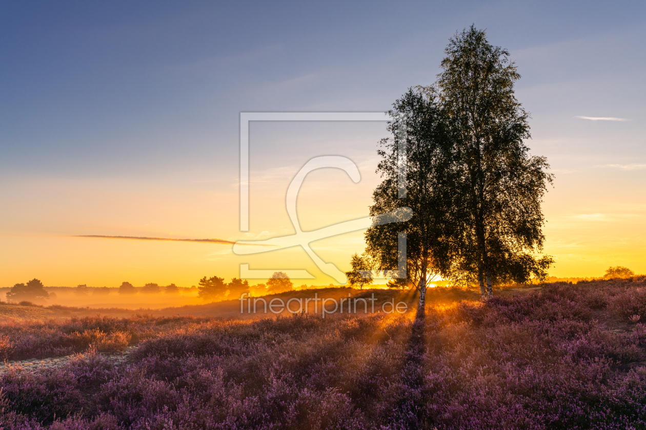 Bild-Nr.: 12392793 Sonnenaufgang in der Heide erstellt von PH-Photography