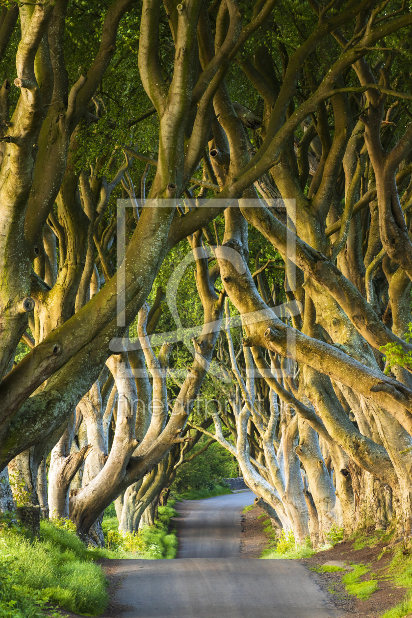 Bild-Nr.: 12393210 Dark Hedges erstellt von Daniela Beyer