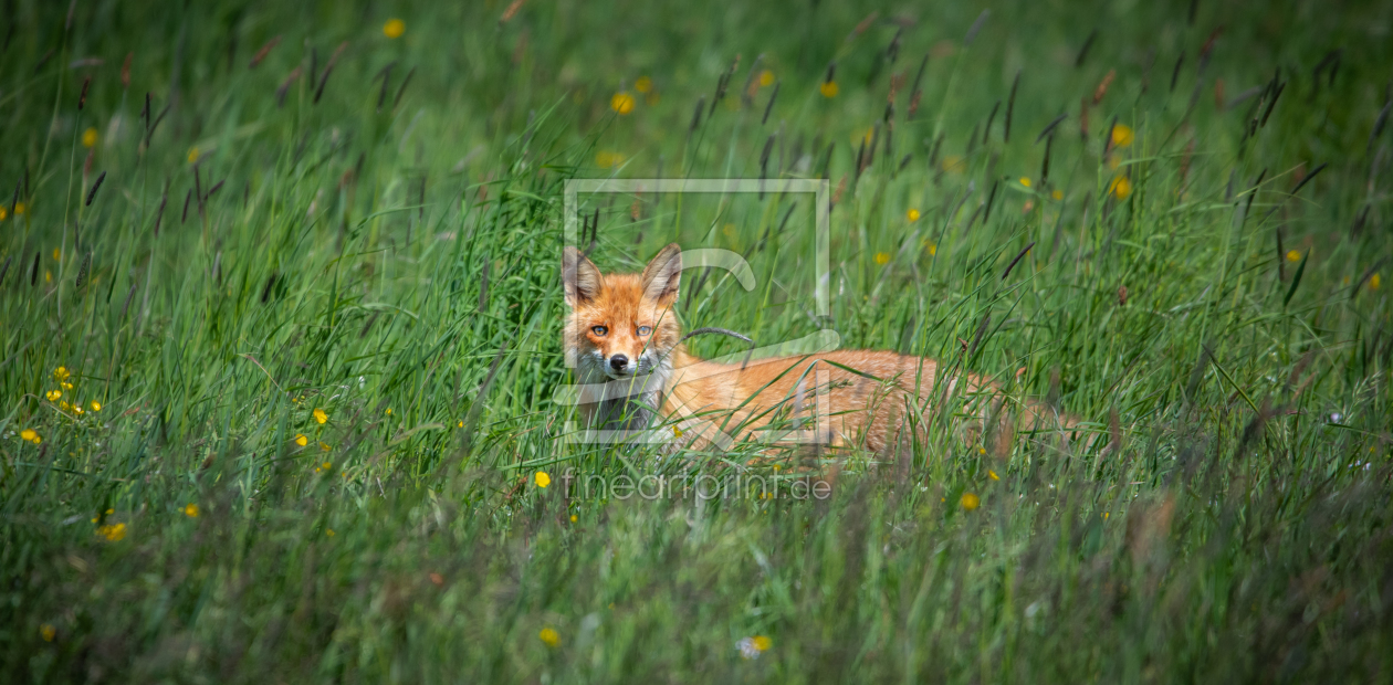 Bild-Nr.: 12398133 Fuchs auf einer Wiese erstellt von Patrick Schwarzbach