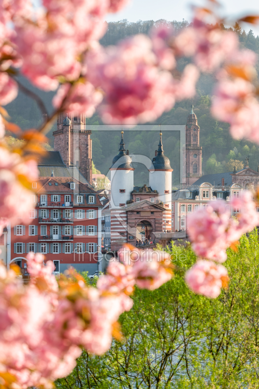 Bild-Nr.: 12398797 Heidelberg im Frühling erstellt von eyetronic