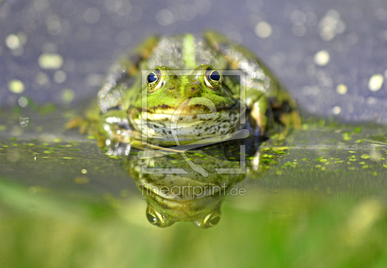 Bild-Nr.: 12398995 Sei kein Frosch erstellt von GUGIGEI