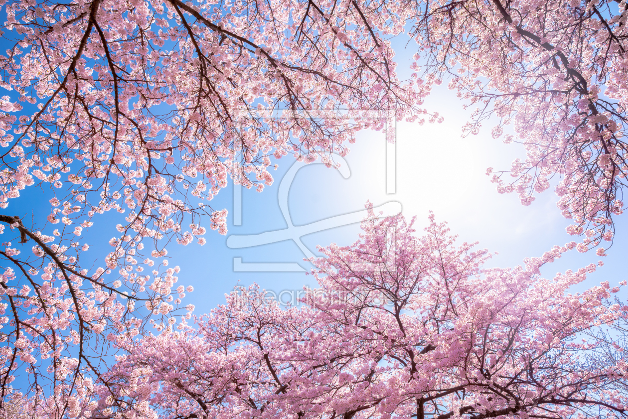 Bild-Nr.: 12399870 Rosa Kirschblüte im Frühling erstellt von eyetronic