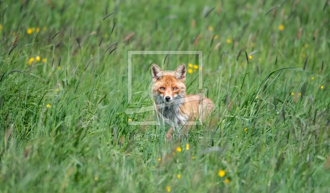 Bild-Nr.: 12401246 Aufmerksamer Fuchs erstellt von Patrick Schwarzbach