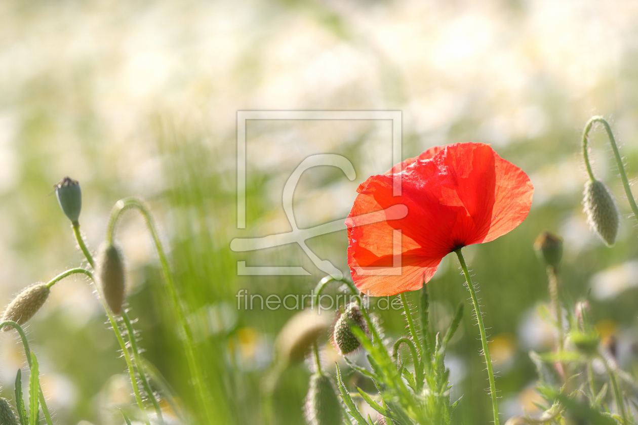 Bild-Nr.: 12402543 Klatschmohn erstellt von Thomas Herzog