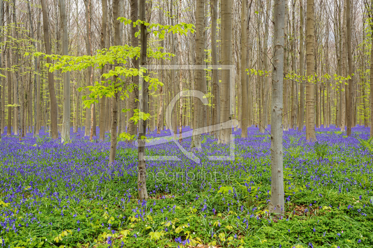 Bild-Nr.: 12405750 Frühling im Hallerbos Belgien erstellt von Michael Valjak