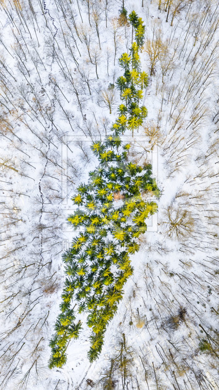 Bild-Nr.: 12408822 mixed forest in winter erstellt von stefanschurr