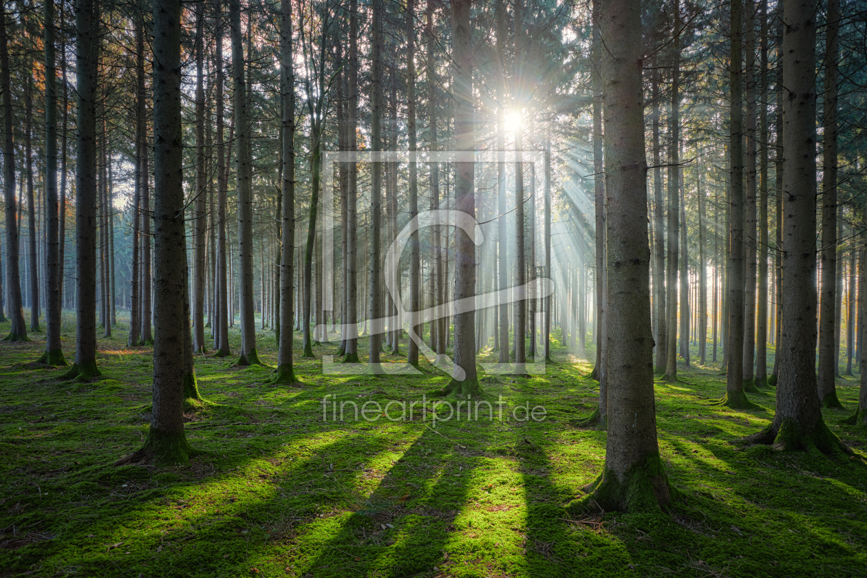 Bild-Nr.: 12410382 Sonne im Wald erstellt von photoplace