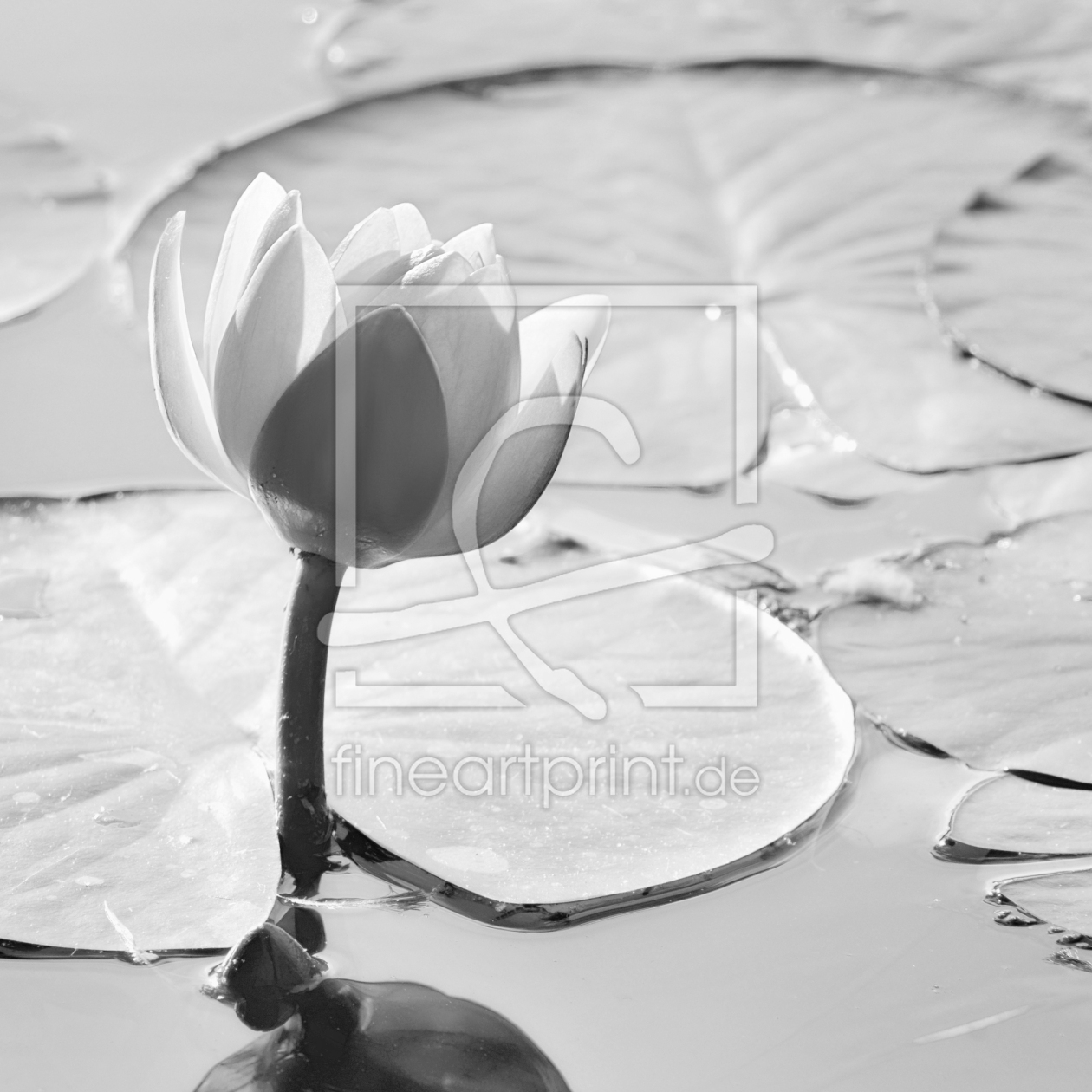 Bild-Nr.: 12413412 Seerose erstellt von Atteloi