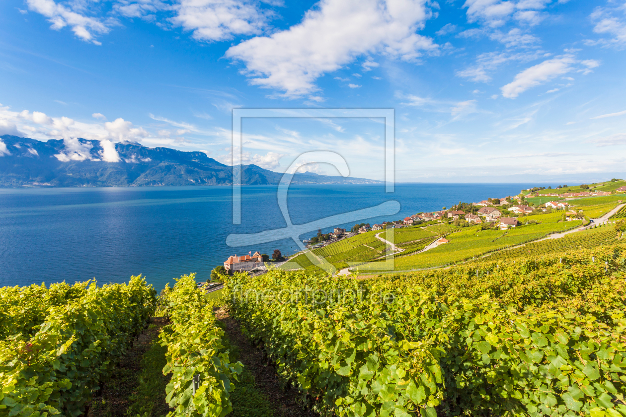 Bild-Nr.: 12413611 Weinbaugebiet Lavaux bei Rivaz am Genfersee erstellt von dieterich