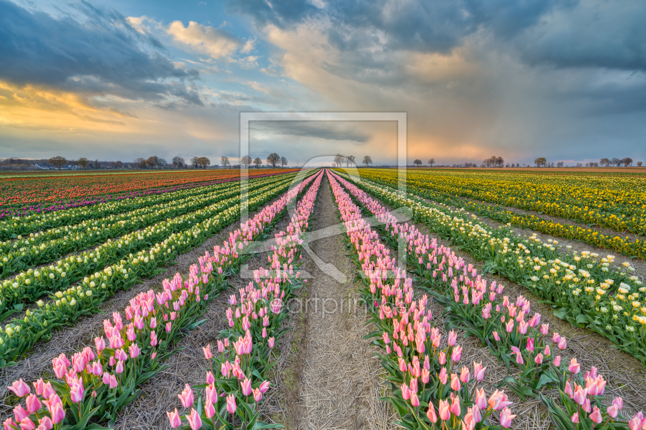 Bild-Nr.: 12415983 Abends im Tulpenfeld erstellt von Michael Valjak