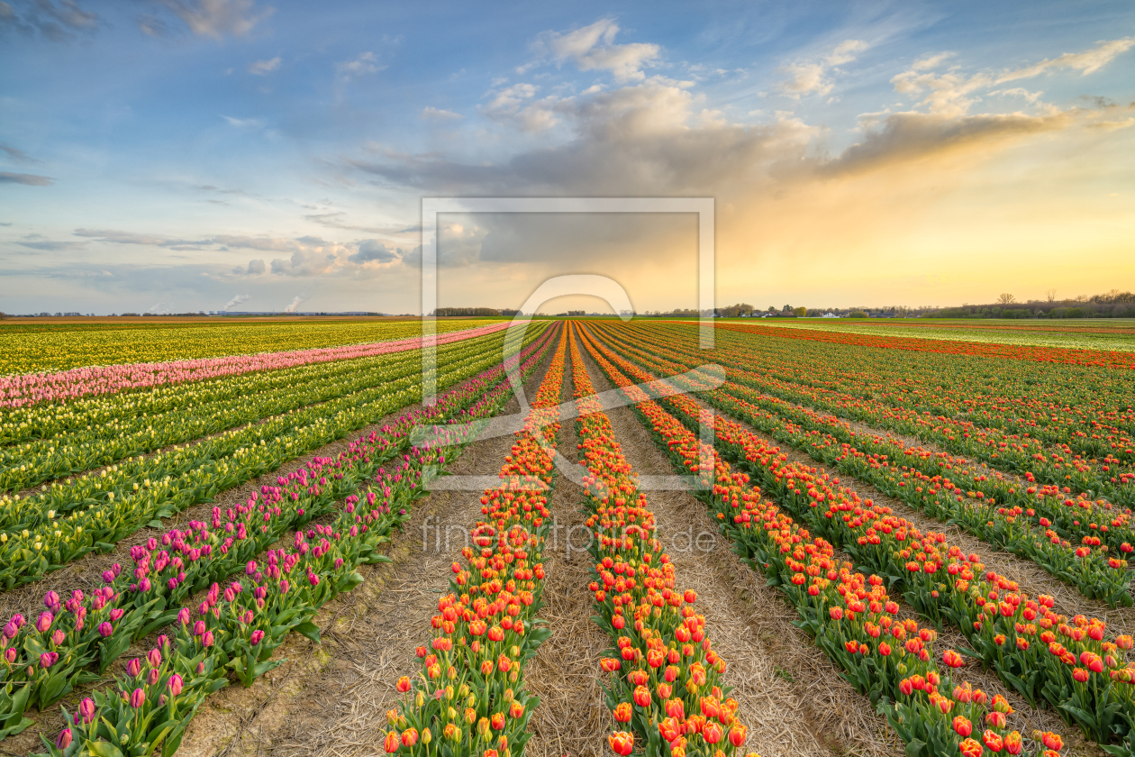 Bild-Nr.: 12415984 Sonnenuntergang im Tulpenfeld erstellt von Michael Valjak