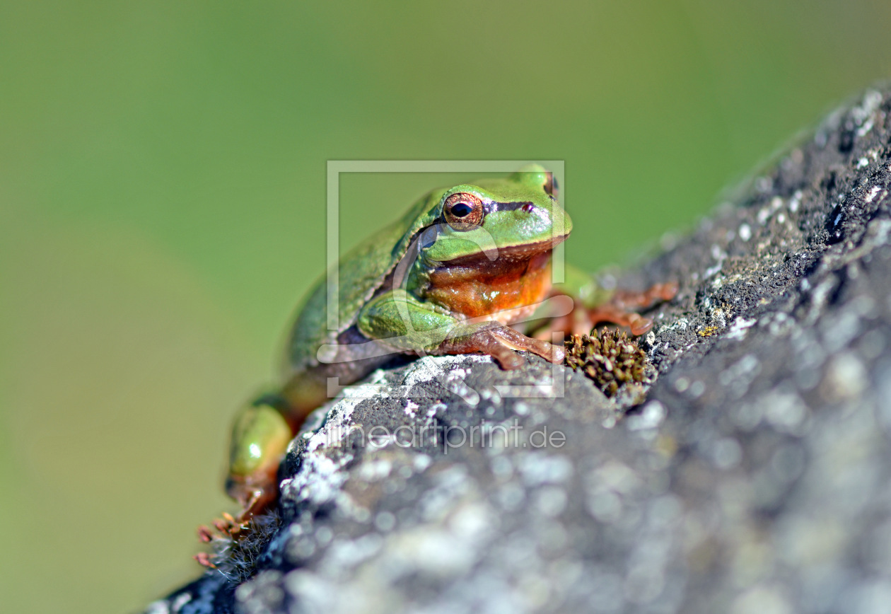 Bild-Nr.: 12417701 Laubfrosch erstellt von GUGIGEI