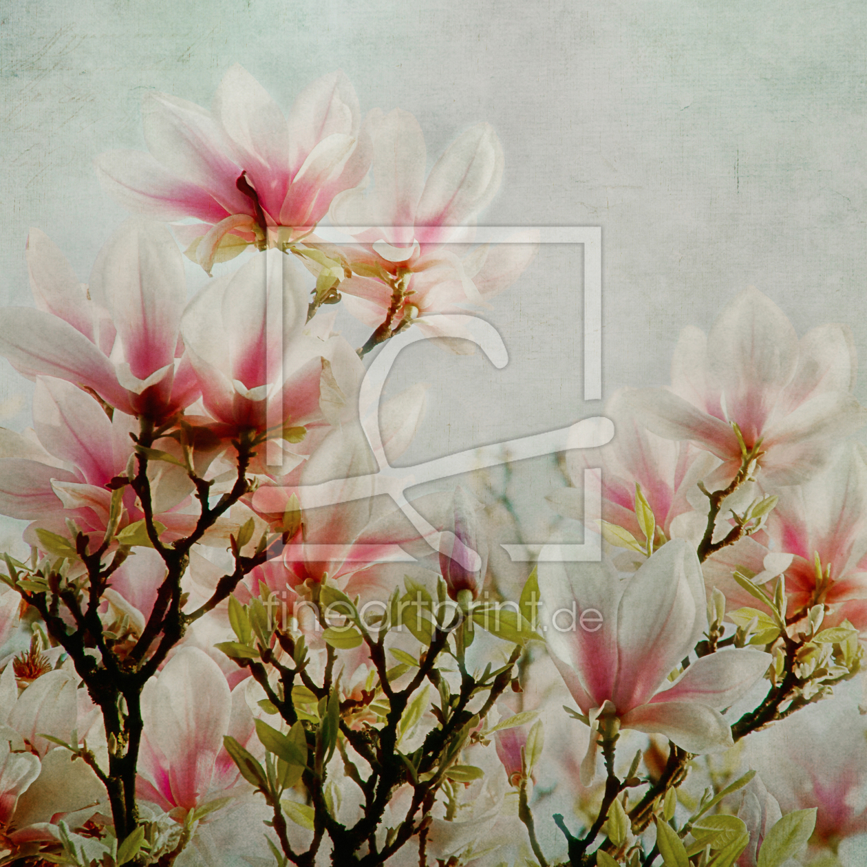 Bild-Nr.: 12419440 Magnolia erstellt von lucyliu