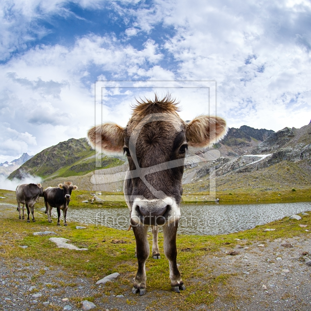 Bild-Nr.: 12422345 Kuh im Kaunertal erstellt von dheid