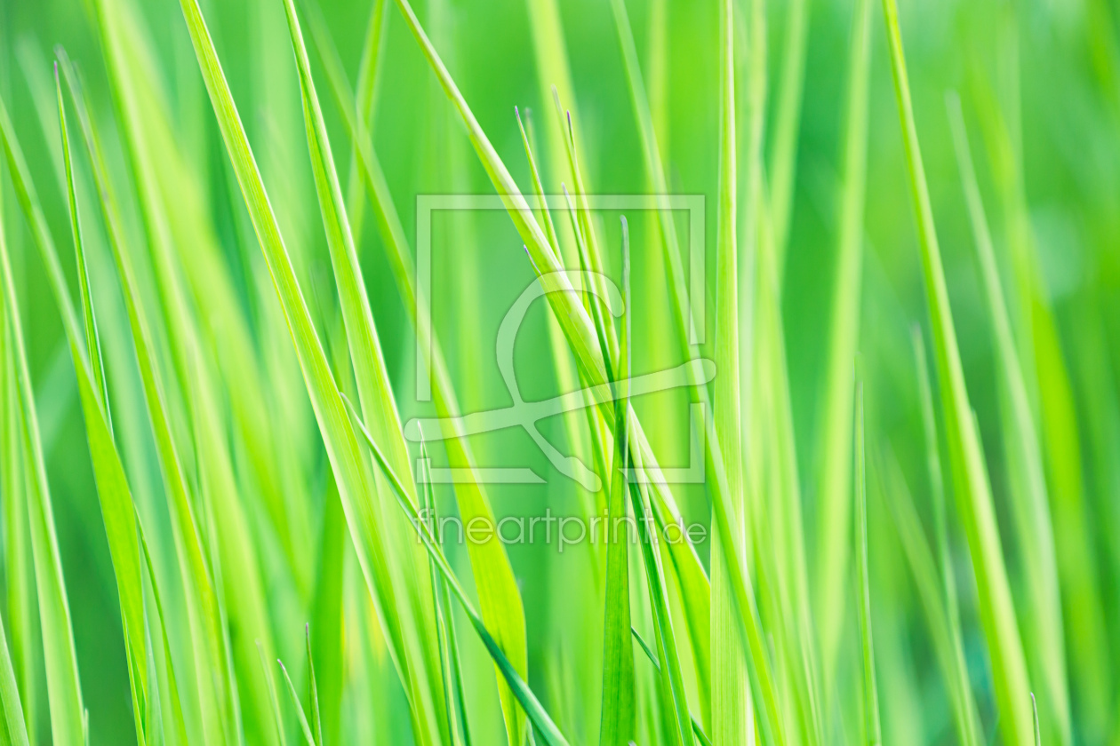 Bild-Nr.: 12422972 green - green - grass   ---     erstellt von Ursula Reins