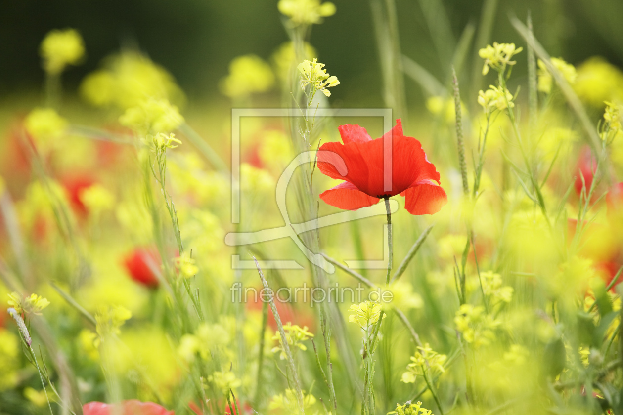 Bild-Nr.: 12424171 Wildblumenwiese mit Mohn in der Toskana erstellt von KundenNr-360966