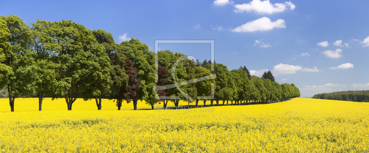 Bild-Nr.: 12424195 Baumallee und Rapsfeld im Frühling erstellt von KundenNr-360966