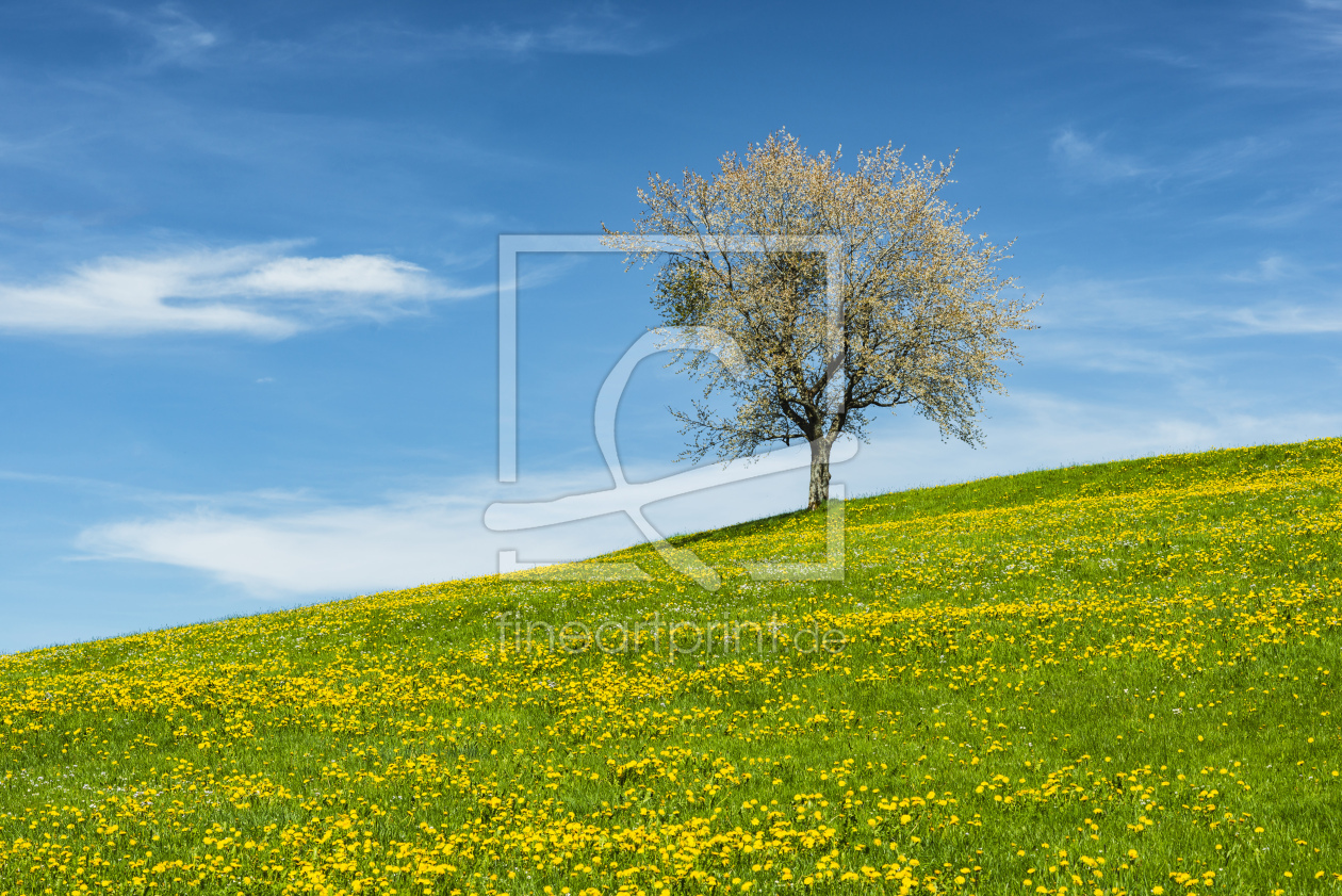 Bild-Nr.: 12426436 ein Apfelbaum im Allgäu erstellt von Walter G. Allgöwer