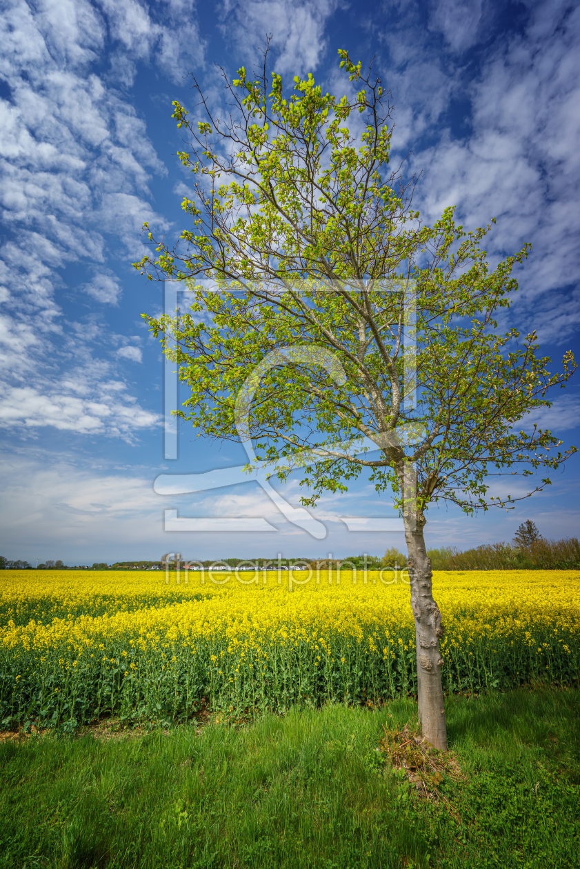 Bild-Nr.: 12426571 Rapsbaum erstellt von FotoDeHRO