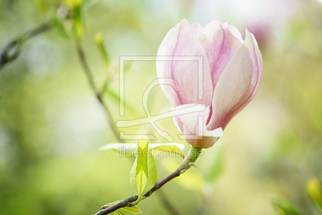 Bild-Nr.: 12428325 Purpurmagnolie erstellt von FotoDeHRO