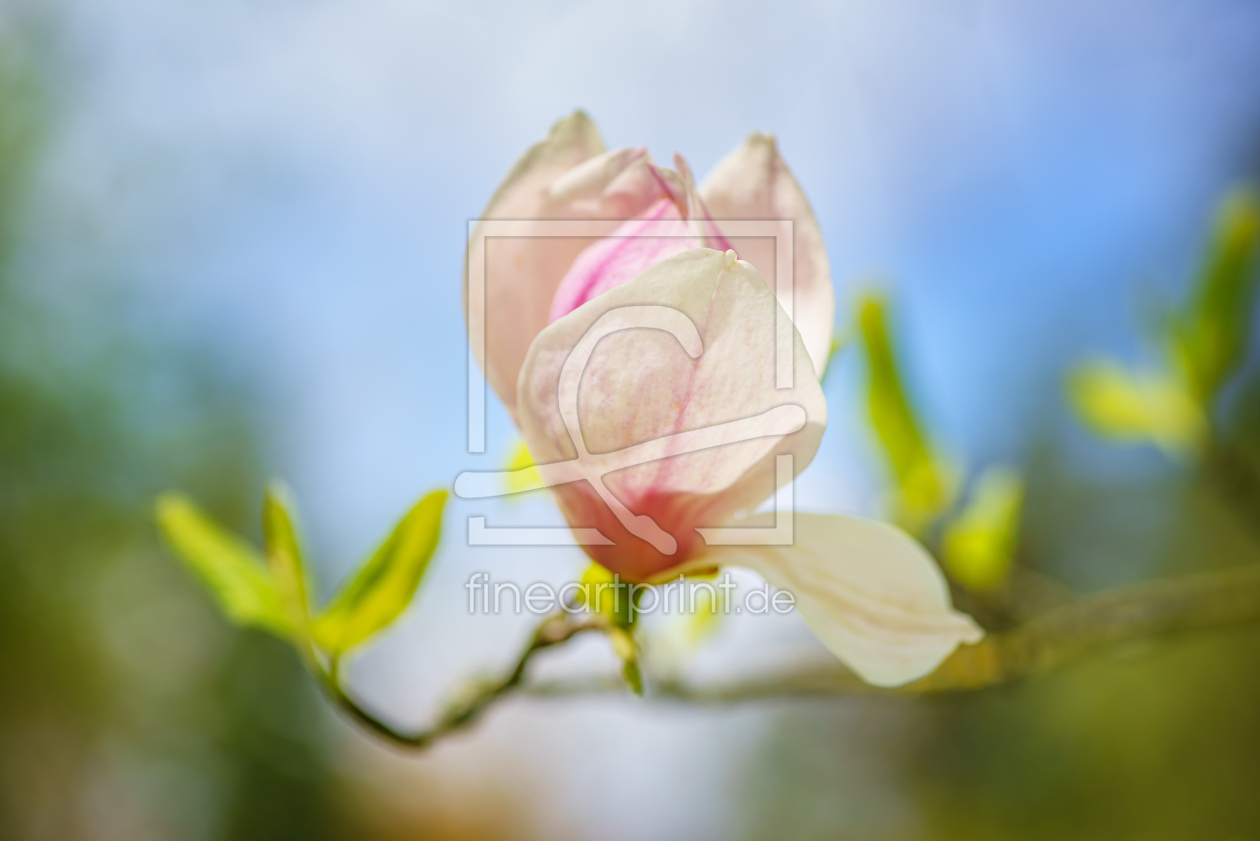 Bild-Nr.: 12428398 Purpurmagnolie erstellt von FotoDeHRO