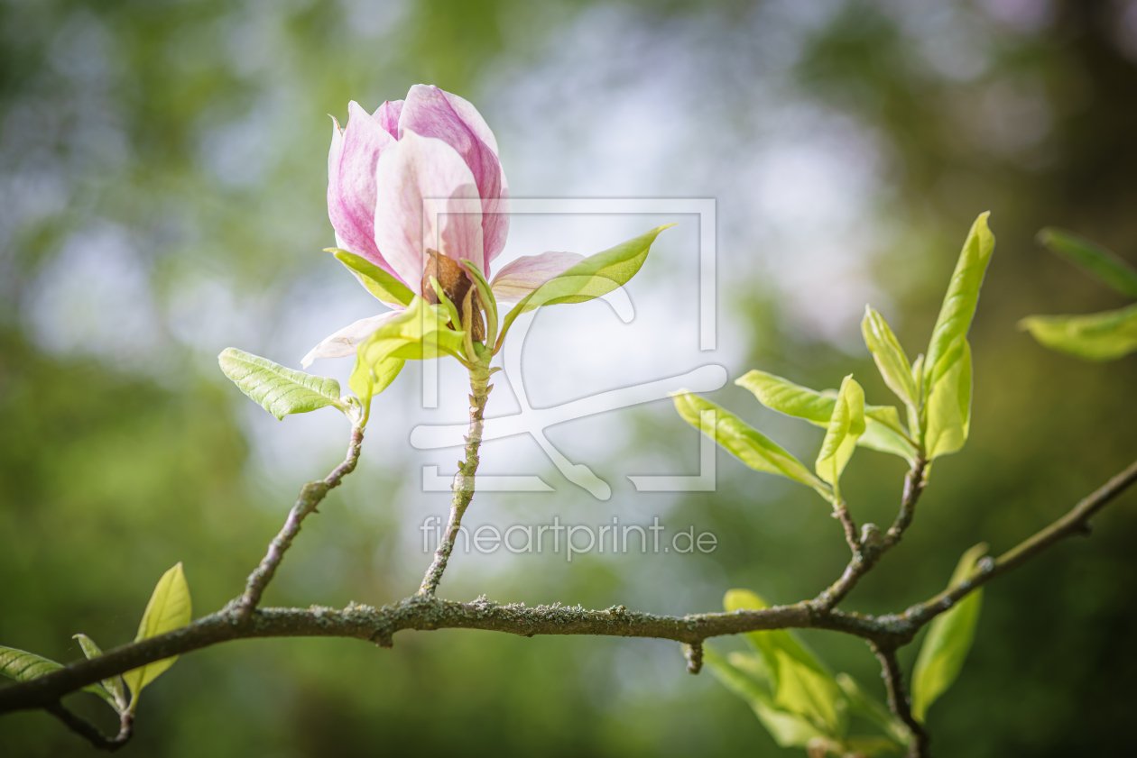 Bild-Nr.: 12428400 Purpurmagnolie erstellt von FotoDeHRO