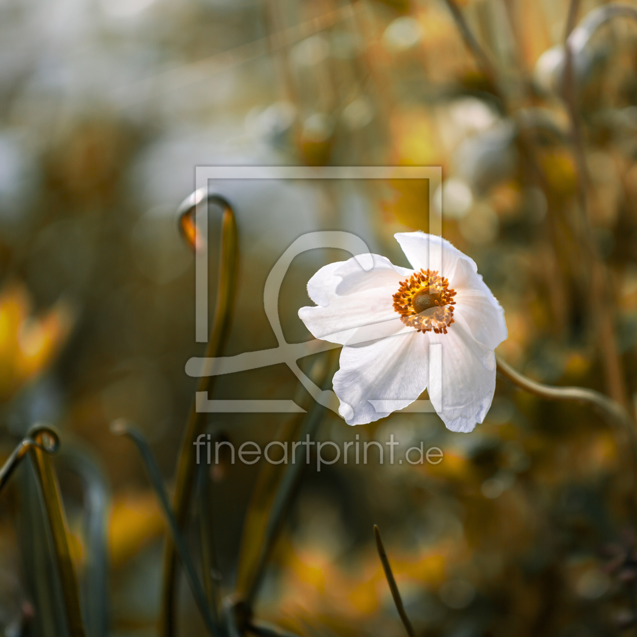 Bild-Nr.: 12429545 flower erstellt von Ursula Reins