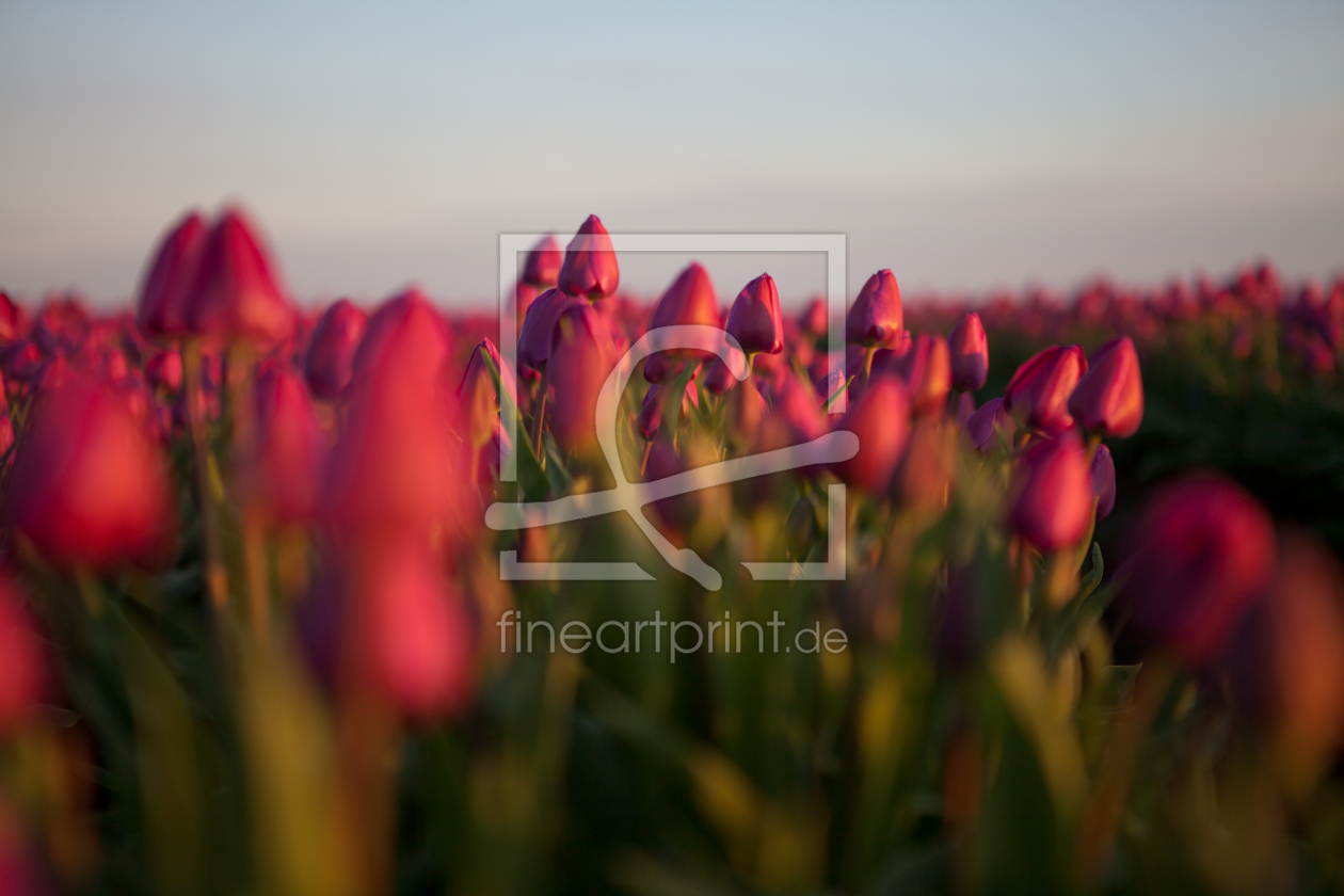 Bild-Nr.: 12429694 Tulpenmeer erstellt von t-ART