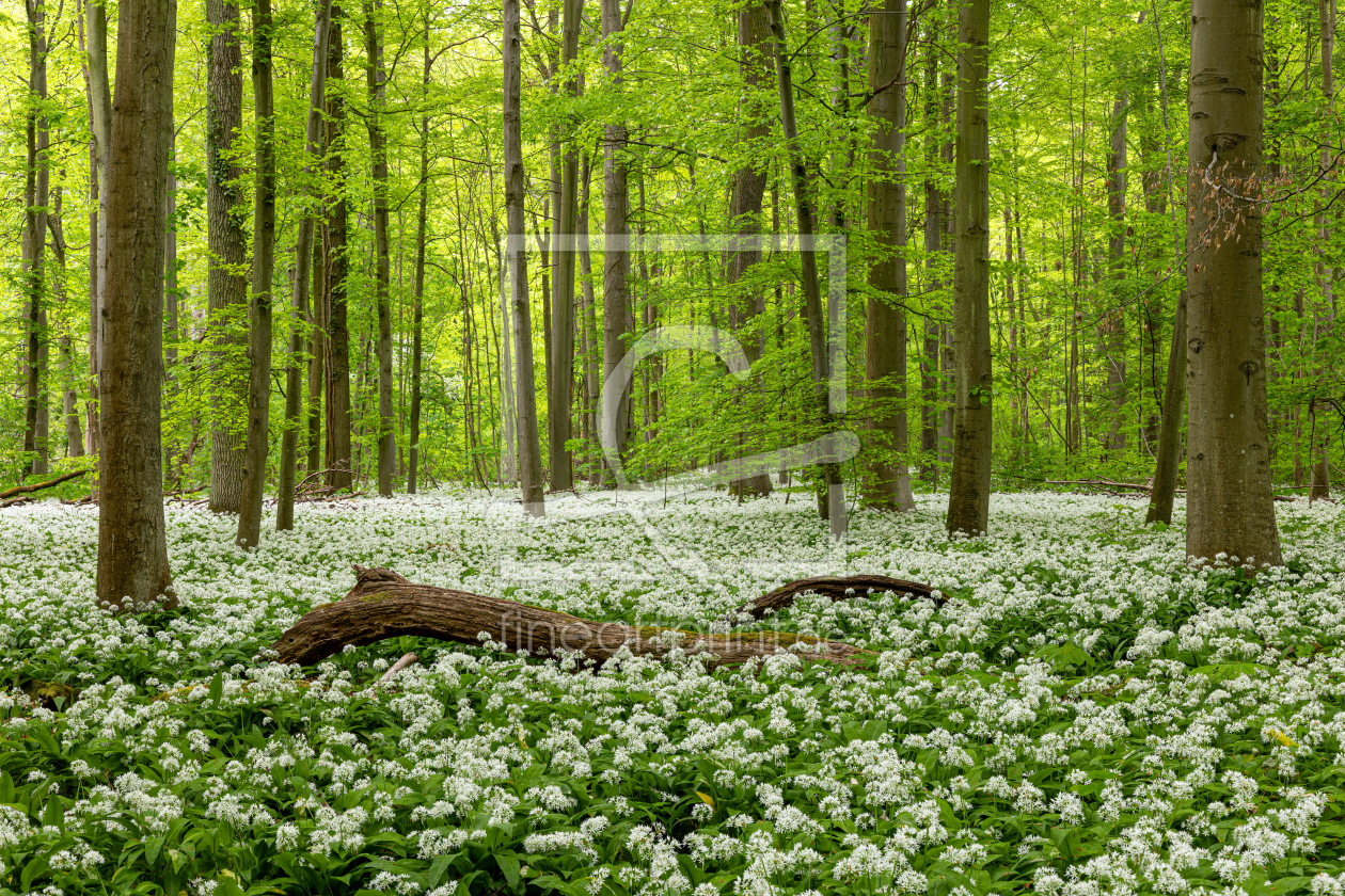 Bild-Nr.: 12430184 Wilder Knoblauch im Wald erstellt von Thomas Herzog