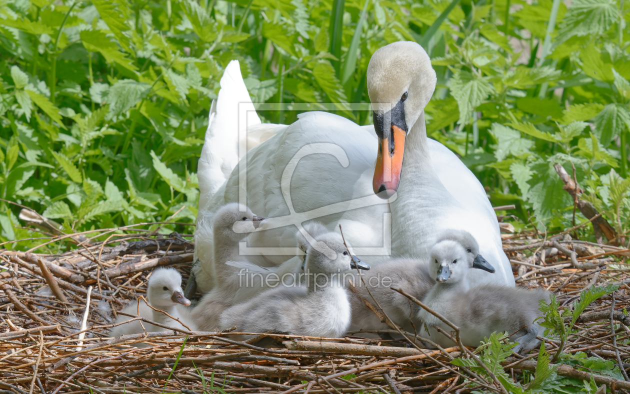 Bild-Nr.: 12431886 Im Nest - Höckerschwan-Nachwuchs erstellt von Bilderbastlers