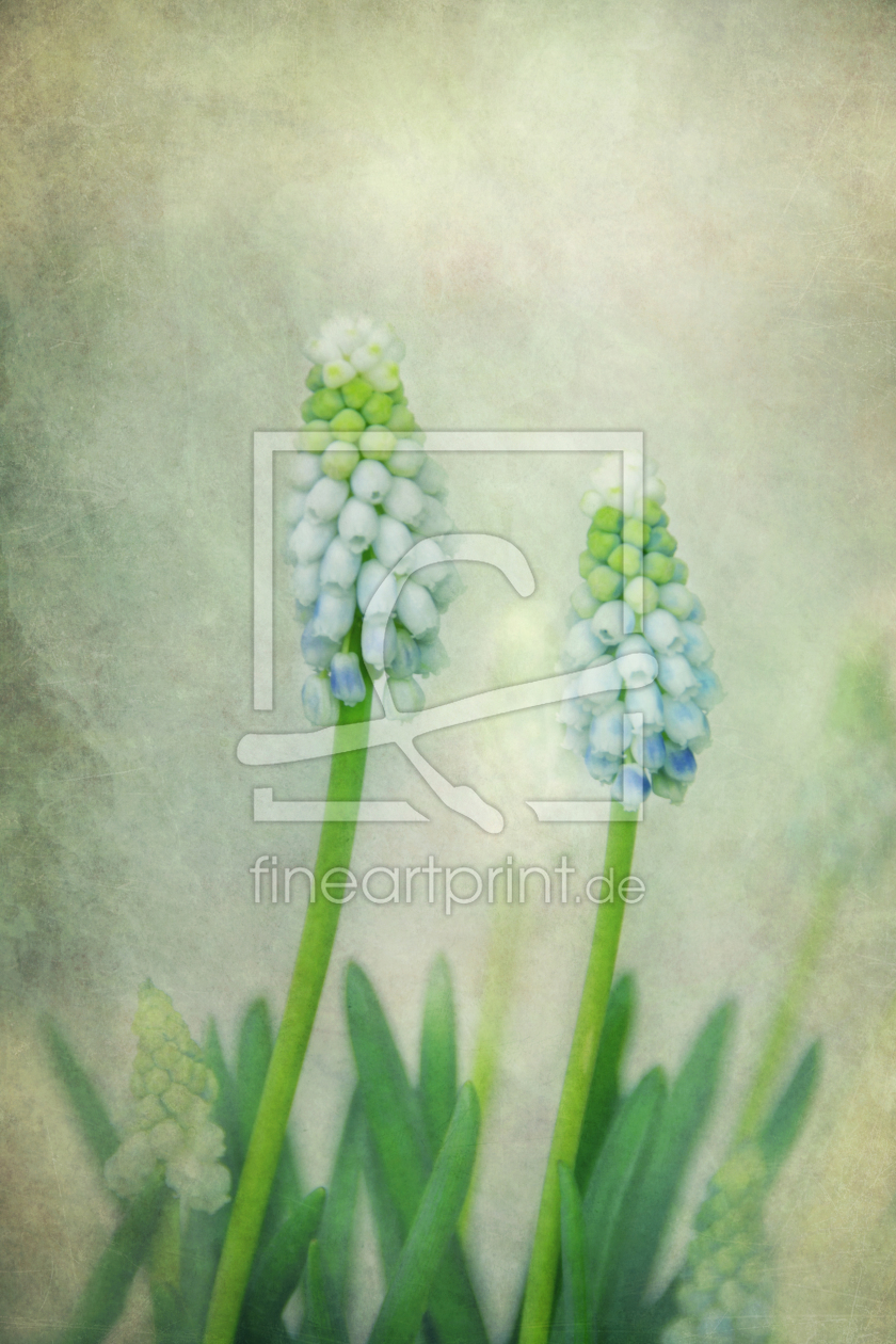 Bild-Nr.: 12432329 Muscari erstellt von lucyliu