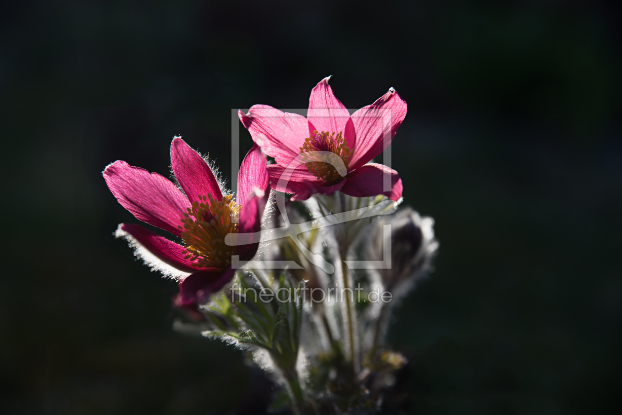 Bild-Nr.: 12434213 Pulsatilla erstellt von SusaZoom