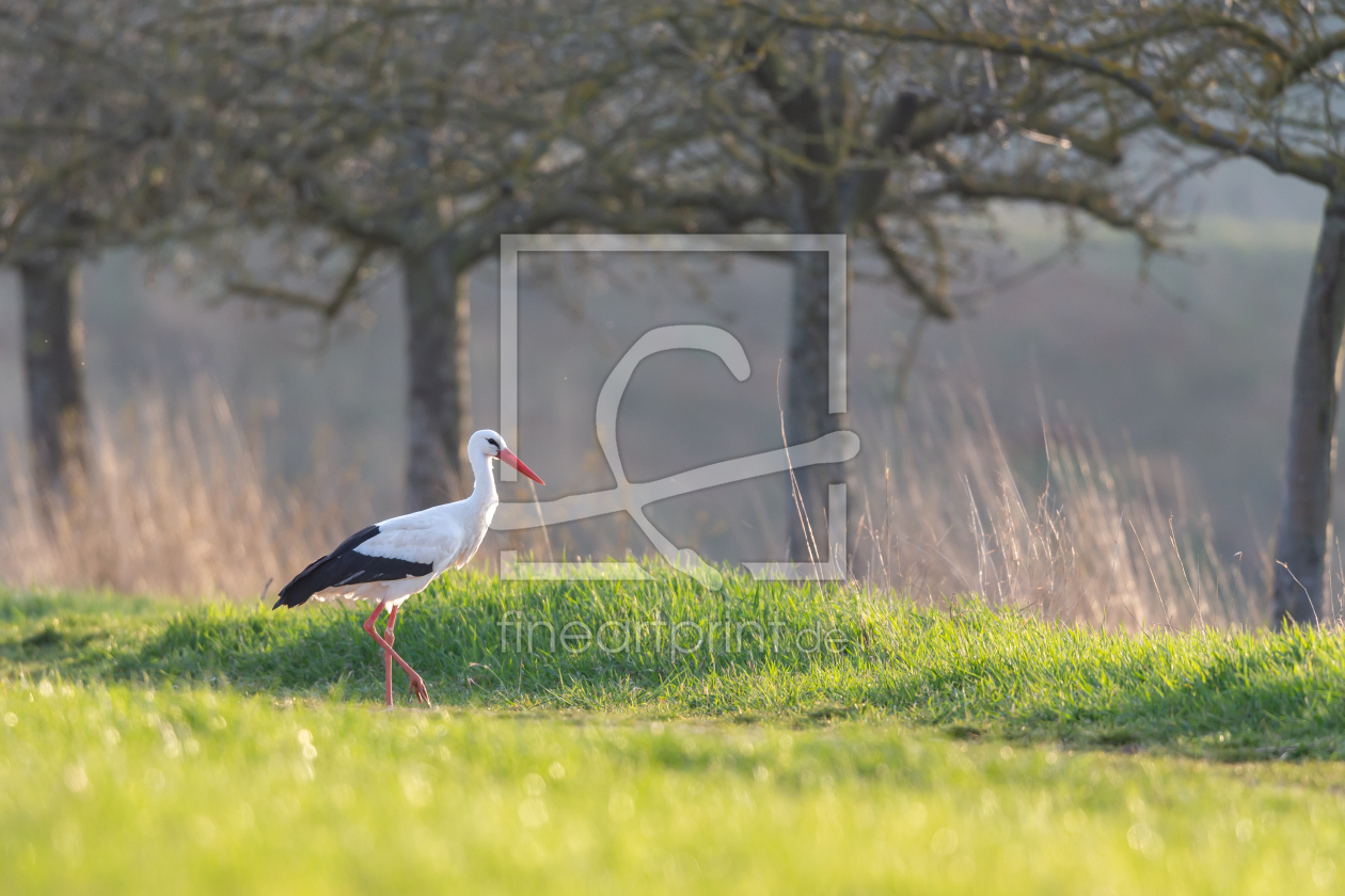 Bild-Nr.: 12434725 Weißstorch im Frühling erstellt von DirkR