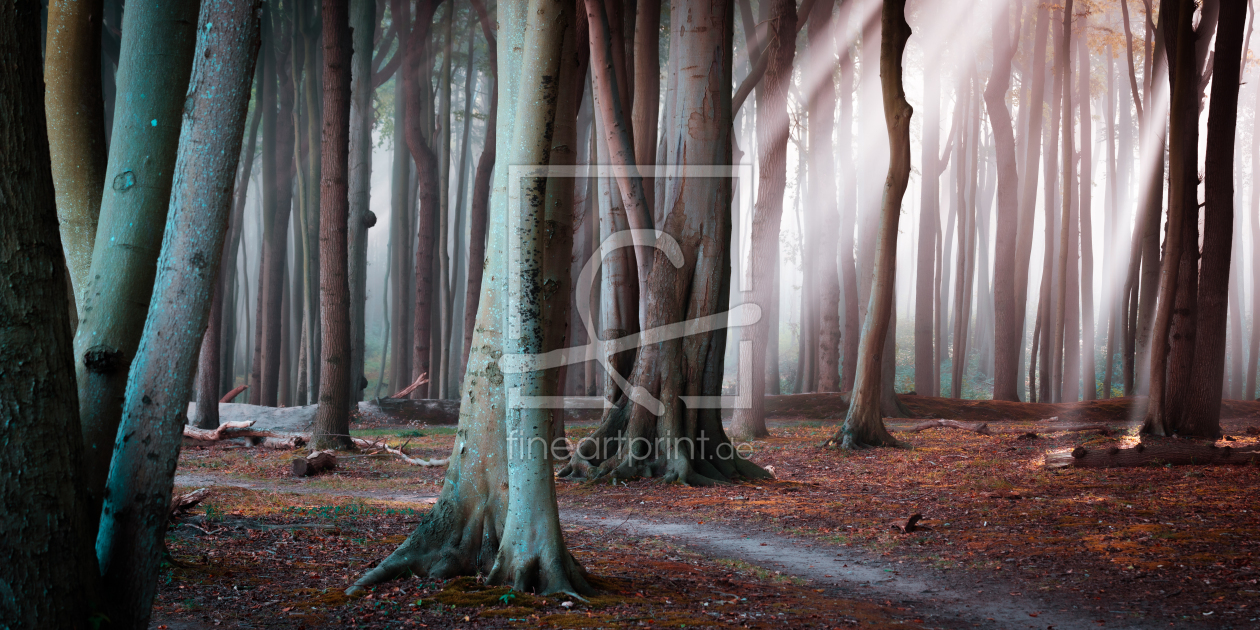 Bild-Nr.: 12440327 Wald in Nienhagen erstellt von Martin Martin Wasilewski