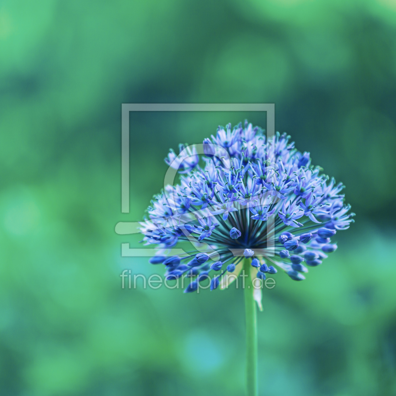 Bild-Nr.: 12440826 blue stars erstellt von Ursula Reins