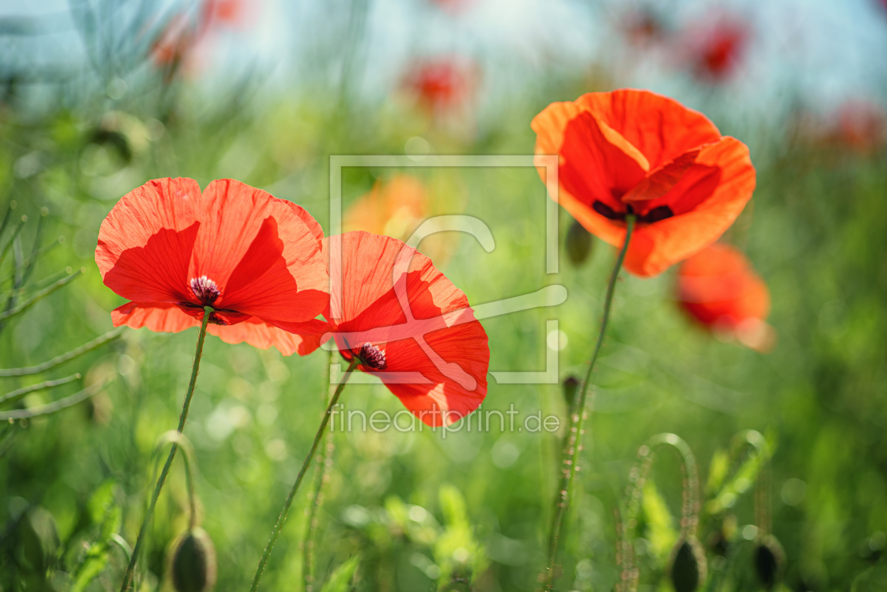 Bild-Nr.: 12441248 Klatschmohn erstellt von FotoDeHRO