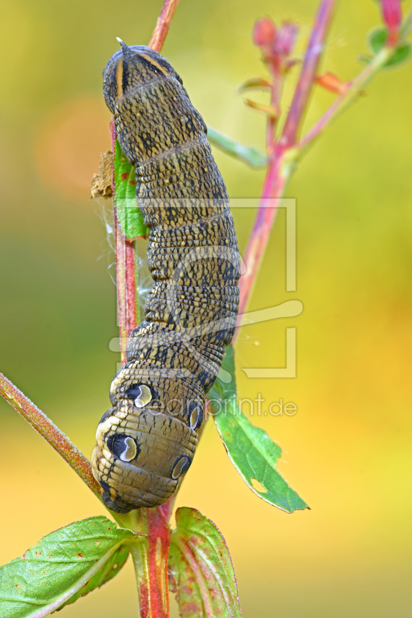 Bild-Nr.: 12443554 Raupe erstellt von GUGIGEI