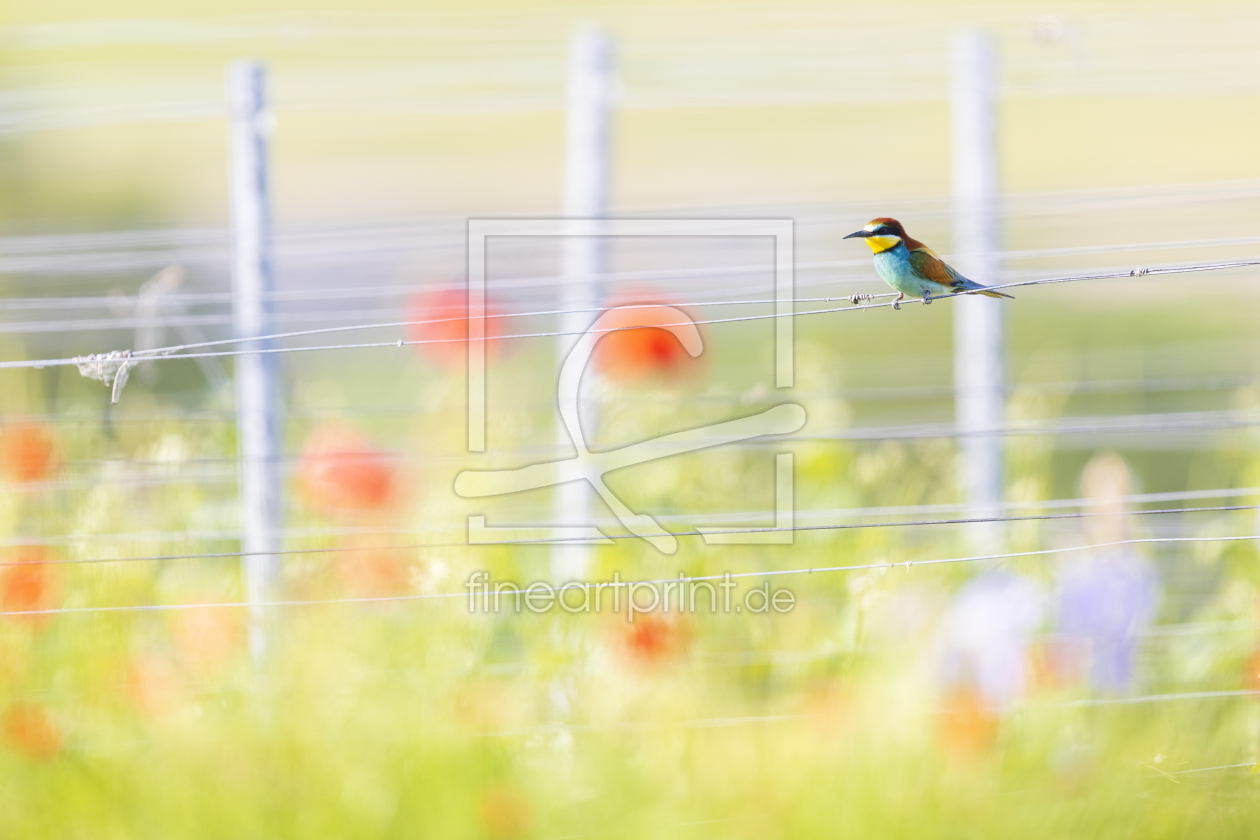 Bild-Nr.: 12444012 Weinbergromantik erstellt von Daniela Beyer