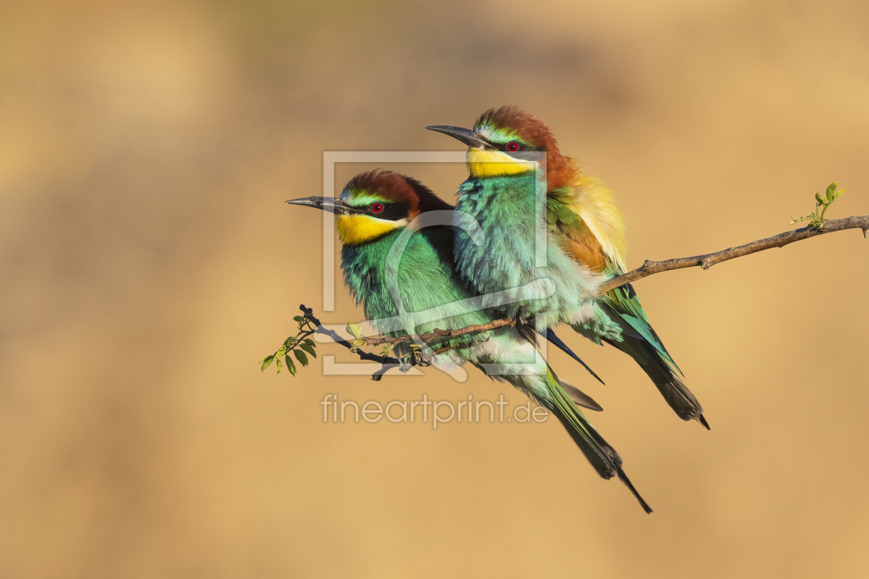 Bild-Nr.: 12444544 gemeinsam erstellt von Daniela Beyer