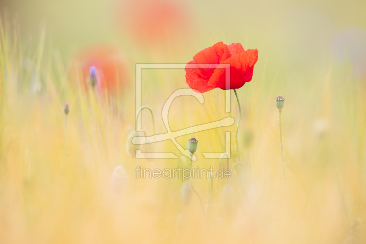 Bild-Nr.: 12445237 Mohn im Getreidefeld erstellt von Daniela Beyer